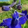 Coastal Prairie Larkspur (Delphinium decorum ssp. decorum): This native prefers to live on coastal hills & dunes.